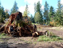 We do septic system repairs, utility trenches, grading, in Seattle, Bellevue, Everett and Bothell